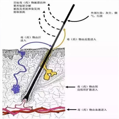 毛發(fā)毒品檢測儀檢測毛發(fā)的優(yōu)勢 特點如圖