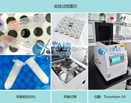 凈信多樣品組織研磨儀：研磨大鼠血管提取核酸